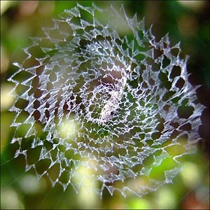 Mindful Web