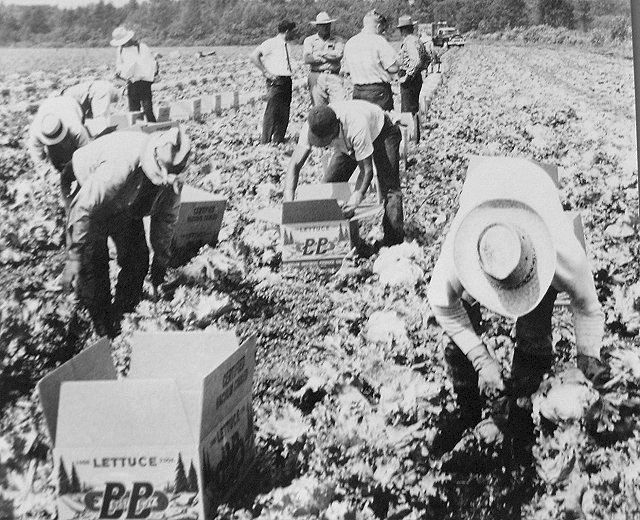 Farmworkers in a lettus field
