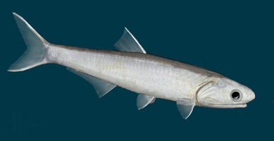 3d anchovy