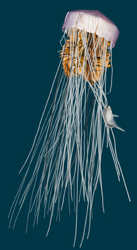 3d lion's mane jelly and anchovy