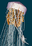 link to jelly and anchovy 3d illustrations