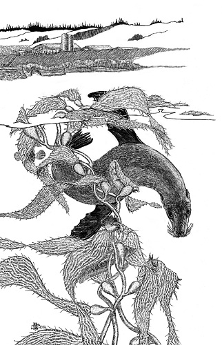 sea lion in kelp