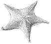 link to bat star illustration