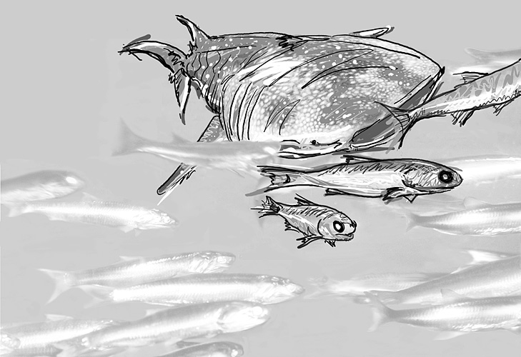 whale shark and anchovy