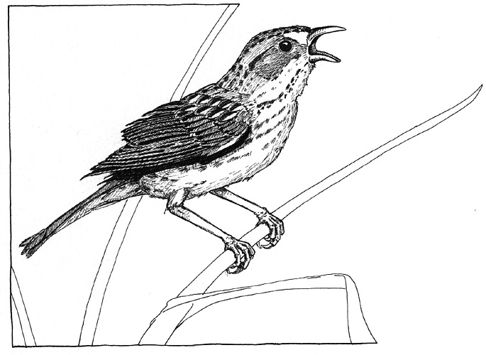 cape sable sparrow